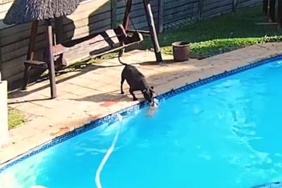 Чуть не утонул: грозный бойцовский пес спас своего друга из бассейна – щемящее видео