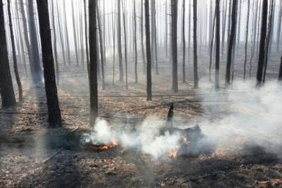 В Марий Эл произошел первый лесной пожар с начала года