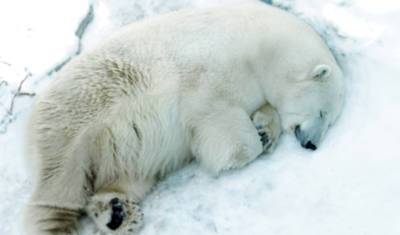 В зоопарке Екатеринбурга из-за детской игрушки погиб белый медведь Умка