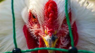 Ветеринары выявили птичий грипп на птицефабрике в Самарской области
