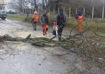 На улице Белякова убрали упавшее на дорогу дерево