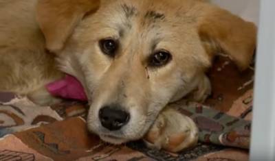 Найденный в Тюмени щенок с гвоздями в желудке идёт на поправку