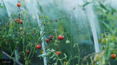 Опытный огородник опробовал метод выращивания "сдвоенных" помидоров