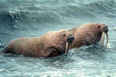 Спасенных из «китовой тюрьмы» моржат перевезут в Московский зоопарк