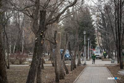 В Первомайском сквере Новосибирска срезали верхушки и ветки деревьев