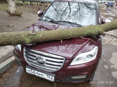 Сильный ветер в Нижнем Новгороде валит деревья на машины горожан