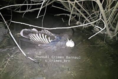Оттаявший скелет обнаружили в парке Барнаула