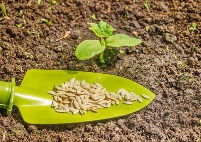 Как прогреть семена огурцов перед посадкой для получения хорошего урожая?