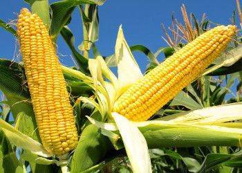 Україна відправила на експорт більше 18 млн тонн кукурудзи
