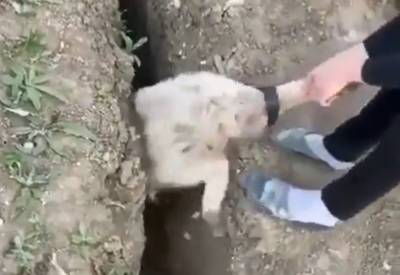 Стала мемом: овцу спасли из ямы, а через 4 секунды она упала туда снова
