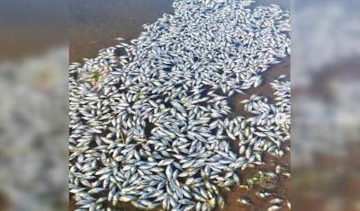 В Уфимском районе Башкирии выявили массовую гибель рыбы в отстойнике