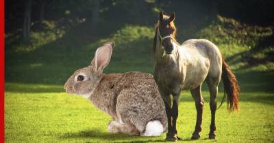 Почему кролики не растут до размера лошадей: японские ученые нашли объяснение