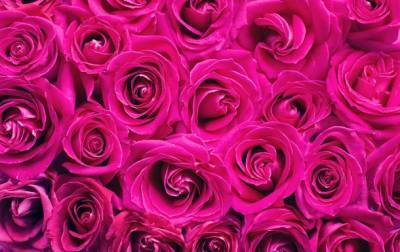 В Украине на три года вводят спецпошлину на импорт роз
