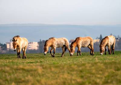 На холме в Праге обустроили выгон для лошадей Пржевальского. За ними можно наблюдать бесплатно