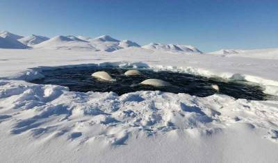 Чукотский нацпарк «Берингия» не будет спасать попавших в ледовый плен белух