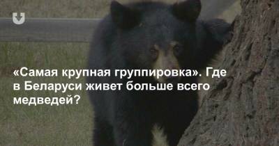 «Самая крупная группировка». Где в Беларуси живет больше всего медведей?