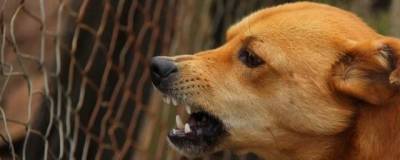 Башкирия внесет законопроект о регистрации домашних собак