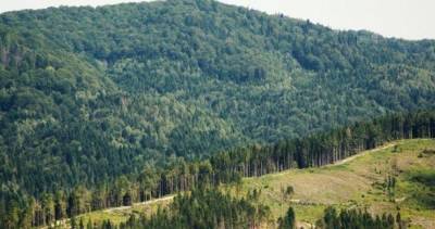 В Украине инвентаризуют леса: правительство утвердило порядок процедуры