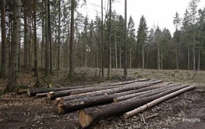 В Украине проведут национальную инвентаризацию лесов
