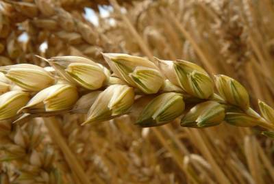 Мнение: Экспорт пшеницы не дотянет до прописанного в зерновом меморандуме