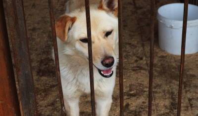 В районе Башкирии, где псы растерзали ребенка, запретили заниматься отловом животных