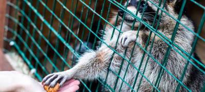 Шесть зоопарков в Карелии работают без лицензии