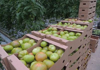 На Гродненской овощной фабрике приступили к сбору томатов. «Сняли» первый урожай