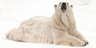 Зоопарк в Ростове-на-Дону показал семью белых медведей