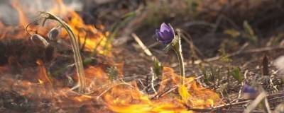 Раменчан предупредили, что весной растет количество пожаров от пала травы