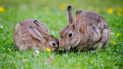 Японские ученые объяснили, почему кролики не могут вырасти до размеров лошадей