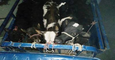 В Таджикистан из Кыргызстана пытались незаконно завезти крупный рогатый скот