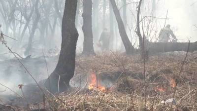 Вести. Приморье вновь в огне: сильный ветер гонит пламя в леса и к жилым поселкам