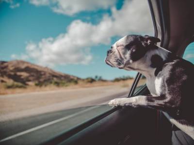 Перевозка собак в авто: как делать это безопасно - 24tv.ua