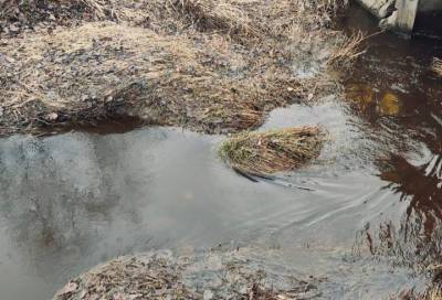 Сотрудники Госэконадзора выясняют источники загрязнения ручья в Тосно