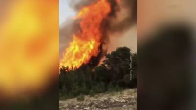 Вести в 20:00. 10 гектаров деревьев в огне: лесной пожар в Дагетане локализовали лишь спустя сутки