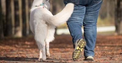 В Петербурге могут появиться площадки для выгула собак как в Европе
