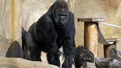 Одному из старейших обитателей московского зоопарка исполнилось 50 лет