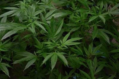 Житель Карелии выращивал дома марихуану