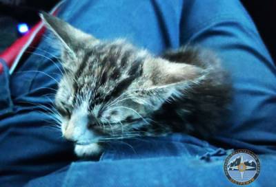 Петербургские волонтёры составили памятку по «экплуатации» котов и кошек