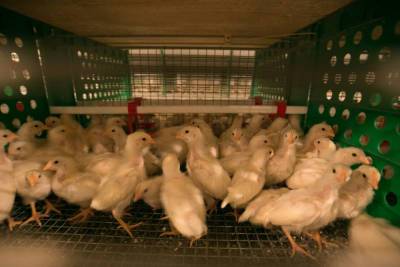 На птицефабрике в Улан-Удэ начали сжигать по 10 тонн куриного помета в день