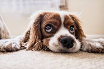 В США придумали приложение, которое ищет собак по отпечатку носа и мира