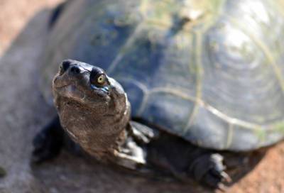 Жители Петербурга распознали черепаху в очертаниях на дне Обводного канала