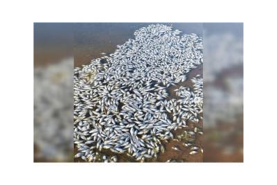 В Минэкологии РБ прокомментировали массовую гибель рыбы в водоеме