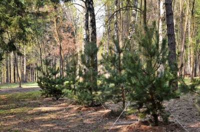 Почти семь тысяч деревьев высадят в парках Москвы в рамках проекта «Наше дерево»