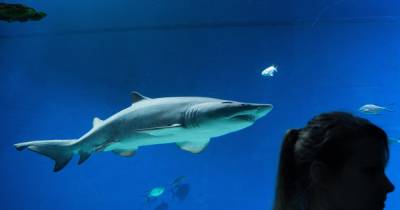 Москвичам впервые покажут детеныша белоперой рифовой акулы