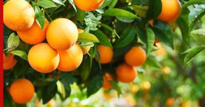 Есть апельсины с кожурой советует врач-диетолог