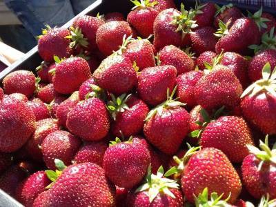 Клубничка с «сюрпризом»: сочная ягода на таганрогском рынке оказалась набита стеклом