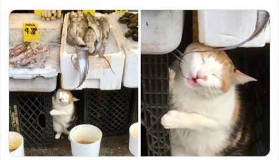 Эти коты чувствуют себя хозяевами в маленьких магазинах: забавные фото