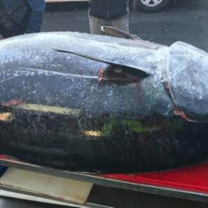 В Австралии рыбаки поймали тунца весом около 300 кг. Фото