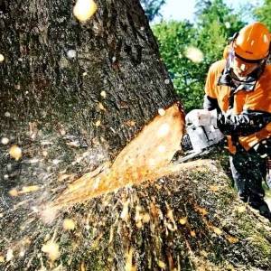 В Запорожье планируют срубить 27 деревьев на Ореховском шоссе